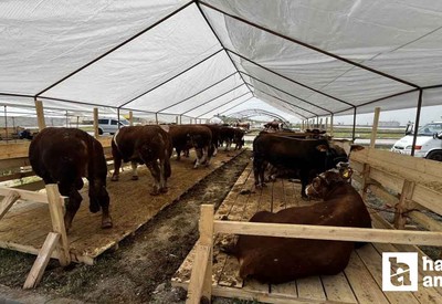 Sincan Belediyesi, Kurban Bayramı hazırlıklarını tamamladı