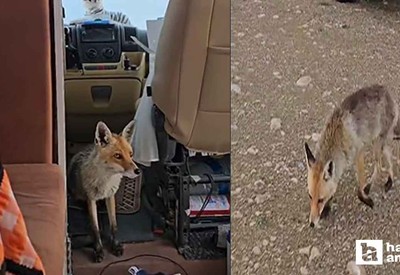 Polatlı'da karavanı ziyaret eden tilki yüzleri gülümsetti