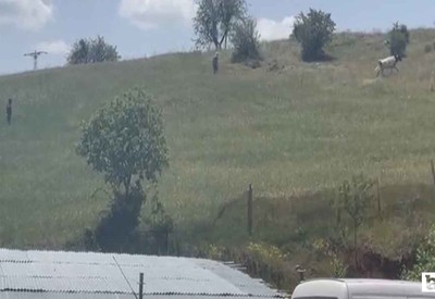 Elmadağ'da kaçan kurbanlık danalar sahiplerini peşlerinden koşturdular