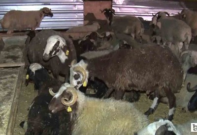 Yenimahalle'de kurban pazarında gece mesaisi yaşanıyor!