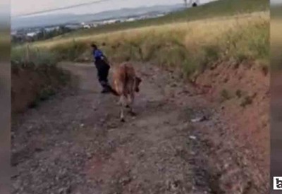 Akyurt'ta kaçan kurbanlıklar tek tek yakalandı