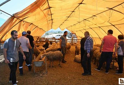 Bayramın ikinci gününde Ankara'da kurban pazarlarındaki yoğunluk devam etti