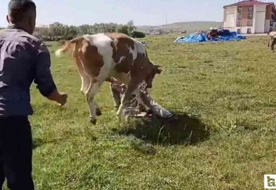 Yozgat'ta 2 defa kaçan kurbanlık sahibini yordu