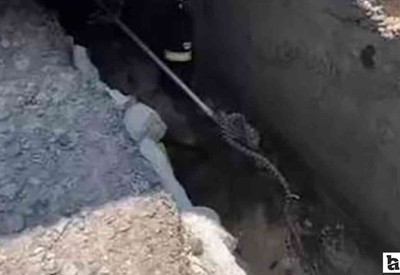 Çamlıdere'de aracın altına giren yılana belediye ekipleri müdahale etti