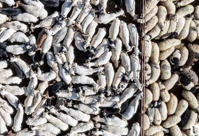 Kurban Bayramı kapsamında 3 milyondan fazla kurbanlık satışı yapıldı