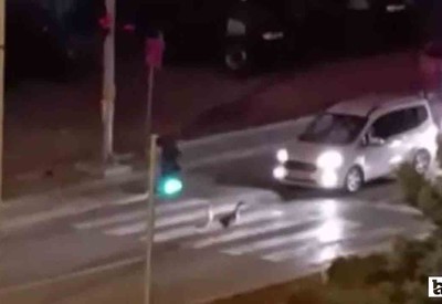 Beypazarı'nda yaya geçidini kullanan kazlar kameraya takıldılar