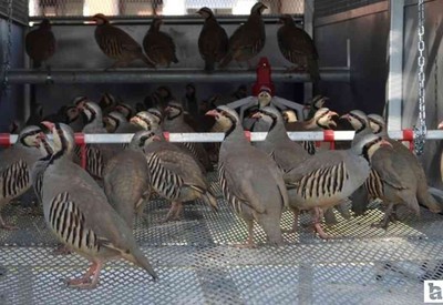 Bakanlık duyurdu: Keneyle mücadele için doğaya salınacaklar!