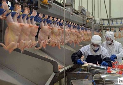 TÜİK: Tavuk eti üretimi artarken tavuk yumurtası üretimi azaldı