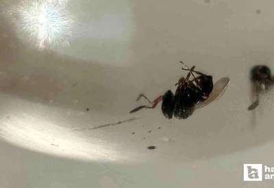 Ankara'da üretilen 20 bin Samurai arısı doğaya salındı