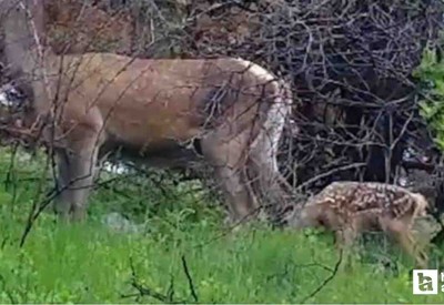 Beypazarı'nda çobanların bulduğu yavru geyik annesine kavuşturuldu