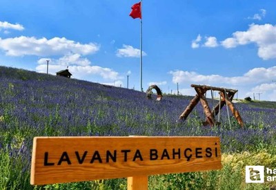 Kartpostallık resim için şimdi tam zamanı! Ankara'nın en güzel 3 lavanta bahçesi hem de bedava
