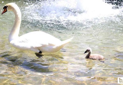 Kuğulu Park'ta 15 yıl sonra ilk beyaz kuğu dünyaya geldi!