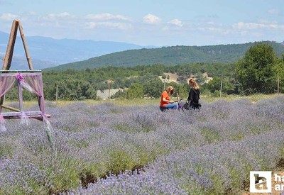 Nallıhan Lavanta Hasat Şenliği başlıyor! Tüm Ankaralılar davetli