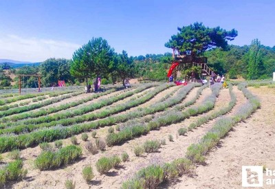ABB'nin Nallıhan'da düzenlediği Lavanta Hasat Şenliği yoğun ilgi gördü