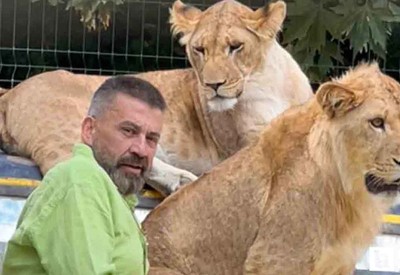 Çiftçiye saldıran aslan Ankara'dan Antalya'ya gidince strese girmiş!