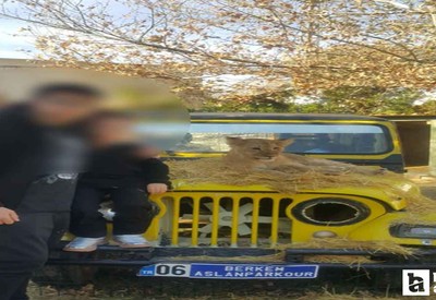 Manavgat'ta etkisiz hale getirilen aslan Zeus'un Ankara'daki yavru hali ortaya çıktı