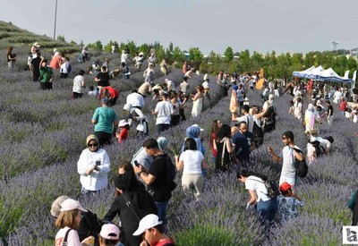 ABB'den Başkentlilere Lavanta Hasat Şenliği etkinliği!