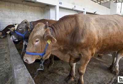 Beypazarı'ndaki bir büyükbaş hayvanda şap hastalığı görüldü