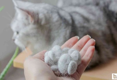 Kedi tüyü öldürür mü? Akciğere kedi tüyü kaçması belirtileri