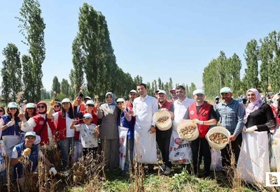 Gençler hasat etkinliği ile tarıma yönlendiriliyor