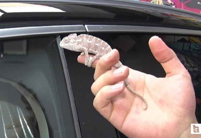 Orman yangınında yaralı bulunan 'Renkli' Ankara'nın maskotu oldu