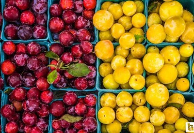 Sincan Belediyesi Üretici Köylü Pazarları haftanın 5 günü kuruluyor