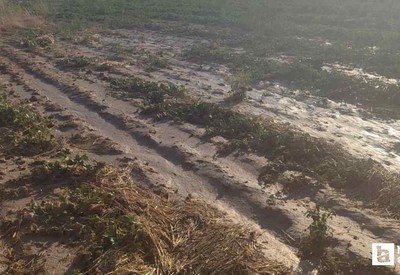 Beypazarı'nda sağanak ekili arazilerdeki mahsullere zarar verdi