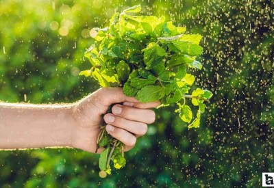 ABB, Tıbbi ve Aromatik Bitki Yetiştiriciliği kurs başvurularının başladığını duyurdu