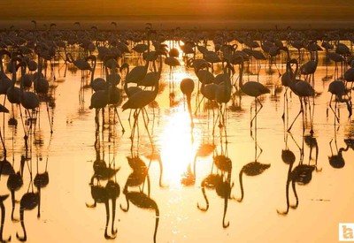 Sabah erken saatte giden Başkentliler gün doğumunda flamingoları görebiliyor