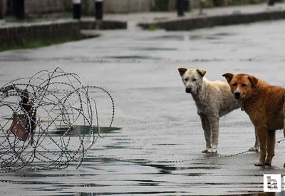 Hindistan'dan sahipsiz köpek kararı: Hepsi toplanıp barınaklara gönderilecek!