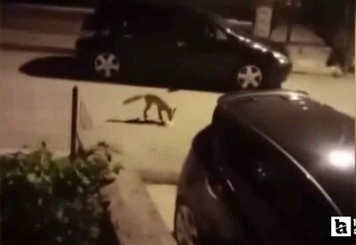 Sincan'da aç kalan tilki mahalleye indi