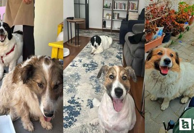 Hatay'dan Ankara'ya uzanan dostluk: Depremzede köpekler buluştu!