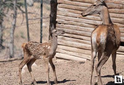 Altınköy Açık Hava Müzesi'nin yeni geyik yavrusu Benek ziyaretçilerin gözdesi oldu