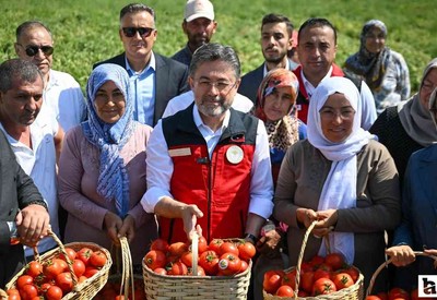 Bakan Yumaklı, Ayaş'ta gerçekleştirilen domates hasadına katıldı