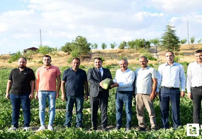 Kahramankazan Belediyesi duyurdu: Kazan Kavunu muhteşem lezzetiyle sofralara geri dönüyor!