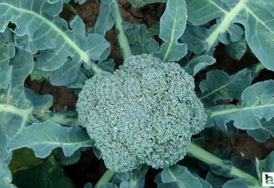 Kışın herkesin evine giriyor! Kolon kanseri riskini azaltıyor