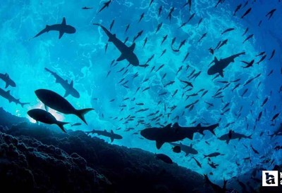 ABD'li bilim insanları okyanuslarda besin zincirini bekleyen tehlikeyi buldular