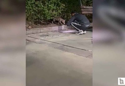 Etimesgut'ta parkta yiyecek arayan tilki görüntülendi