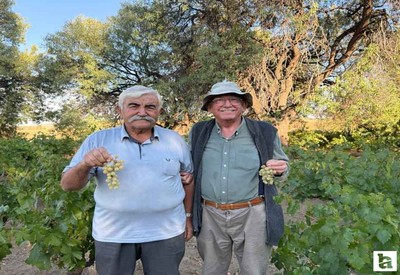 Evren'de Ata tohumundan elde edilen üzümlerin hasadı başladı!