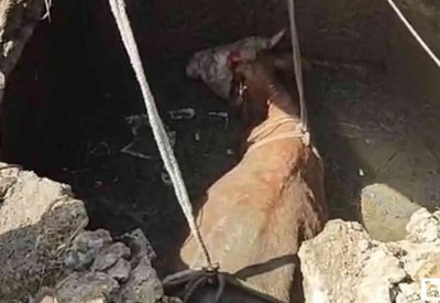 Yozgat'ta 4 metrelik su kuyusuna düşen ineği iş makineleri kurtardı