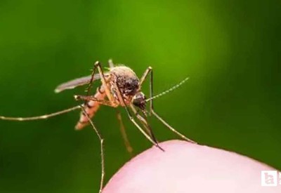 Çin’de acil durum ilan edildi! Chikungunya virüsü yayılıyor!
