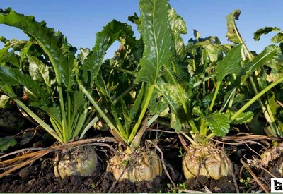 Şeker pancarının alım fiyatı ton başına 2 bin 975 TL oldu