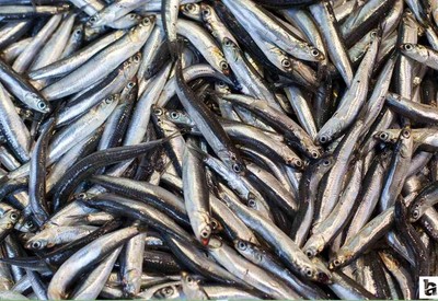 Karadeniz'de avlanan hamsiler Ankara'ya gönderildi