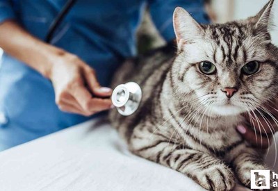 Pursaklar Belediyesi deneyimli veteriner hekim alacak!