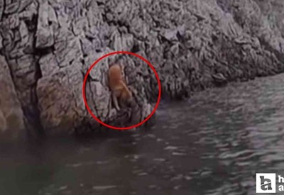 Ankara'da bir içerik üreticisi barajda mahsur kalan köpeği yiyecek vererek kurtardı!