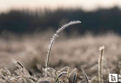 Zirai dondan etkilenen üreticilere 1 milyar TL'den fazla destek ödemesi yapıldı