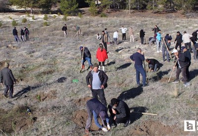 Beypazarı'nda hatıra ormanı için 250 fidan toprakla buluşturuldu