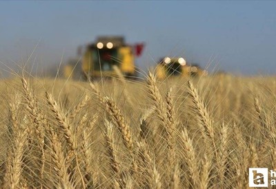 Tarım ÜFE verileri ekim ayında artış gösterdi