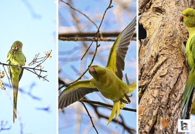 Kurtuluş Parkı'nda yaşayan Ankara'nın tropik kuşları Yeşil Papağanlar!