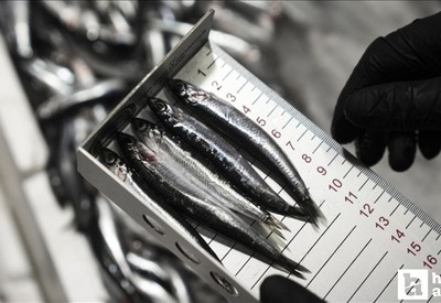 Başkentte bu yıl içinde 6 binden fazla su ürünleri denetimi gerçekleştirildi